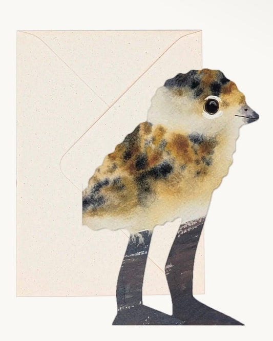 Lapwing Chick Card