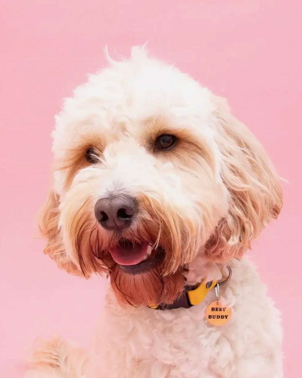 Soch & Co Dog Tag Charms